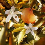 Load image into Gallery viewer, Bvlgari Le Gemme Tygar For Men Eau De Parfum