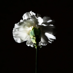 Load image into Gallery viewer, BDK Parfums Pas Ce Soir For Women Eau De Parfum