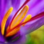 Load image into Gallery viewer, Clive Christian VII Queen Anne Rock Rose Masculine Perfume