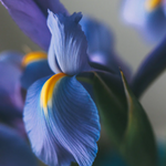 Load image into Gallery viewer, Clive Christian Original Collection X Masculine Perfume